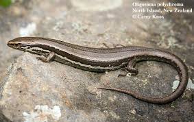 Image result for Polyspatha oligospatha