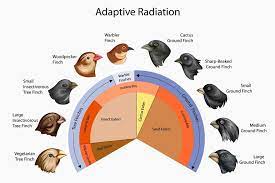 Adaptive Radiation The Definitive Guide Biology Dictionary