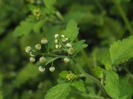 Image result for Dichrocephala