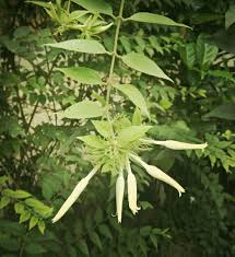 Image result for Caprifoliaceae