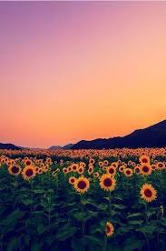 Trendy Flowers Tumblr Background Fields 57 Ideas Flowers Photography Wallpaper Landscape Wallpaper Sunflower Wallpaper