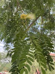 Image result for Albizia lebbeck