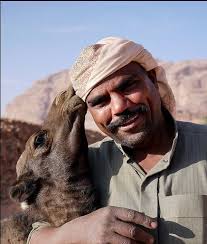 People rode this animal before they had cars. Jordan Bedouin Culture And Camels