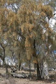 Image result for Casuarina verticillata