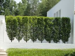 Hornbeam Frans Fontaine Carpinus Bet Frans Fontaine The Frans Fontaine Is A Narrower And More Co Landscape Design Privacy Landscaping Backyard Landscaping