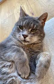 How to check and update your pet's microchip information. Uk Pettrac Database Pettrac Twitter