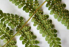 Image result for Hypolepis