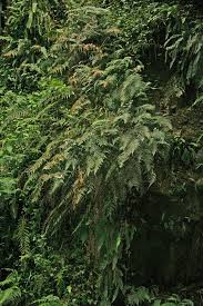 Image result for Lastreopsis vogelii