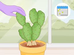 If it's a columnar cactus, slice off a good section of the head. 3 Simple Ways To Get Rid Of Cactus Bugs Wikihow