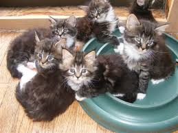 As a responsible cat owner do not be tempted to buy a. Maine Coon Kittens For Sale Near Me Petfinder