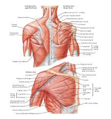Trapezius muscle an overview sciencedirect topics. Shoulder Anatomy Muscles Anatomy Drawing Diagram