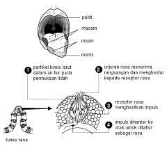 Maybe you would like to learn more about one of these? Rupanya Selama Ini Cara Anda Minum Madu Salah Patutlah Tak Jadi Ubat Mingguan Wanita