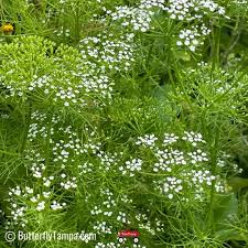 Image result for Equilabium stenophyllum