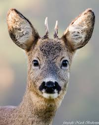 Young Roebuck Animals Wild Wildlife Animals Animals And Pets