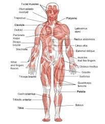 To see a muscular system diagram from the posterior (back) view click here. 13 16 Skeletal Muscles Biology Libretexts