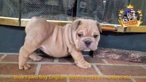 & english bulldog babies !!* ~ new babies expected 2019 !! Bulldog Puppy 46 Days Old Blue Fawn Boy Bulldog Youtube