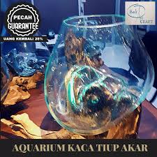 Tantangan dalam memilih akuarium ikan cupang. Harga Spesifikasi Akuarium Ikan Cupang L 12 Cm Mini Kaca Tiup Dan Akar Bali Aquascape Aquarium Unik Glasswood Wooden Craft Ikan Hias Ready Stock Glass
