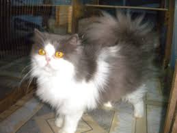 Persians, siameses, british shorthairs and many more. Persian Cat Breeder Female Jeewanarangsan