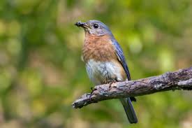 Our top priority is protecting people, pets & the environment. 9 Eco Friendly Pest Control Alternatives That Work