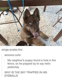 Dog Breeds Dog Funny Dog Photography Dog In Weddings Dog Stuff Dog Cutest Dog And Puppies Dog Diy Dog Drawing Dog Funny Animals Cute Baby Animals Cute Animals