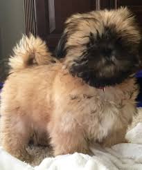 Shih Tzu Dog Black And Brown I M The Cutest Puppy Ever Black And Gold Shih Tzu Cutest Puppy Ever Shih Tzus Cute Puppies