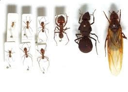 Clark pest control dirba šiose srityse: Walnut Creek Pest Control Bed Bugs Cockroaches Rodents