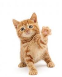 Seekor kucing merah menggabungkan beberapa simbol sekaligus, yang bergantung pada hewan dan warnanya. Mengapa Memimpikan Kucing Merah Apa Kucing Merah Mendengkur Dalam Mimpi