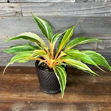 Image result for Chlorophytum affine