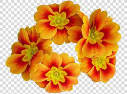 Pin On Spring Flowers