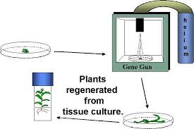 Maybe you would like to learn more about one of these? Step 4 Transformation Overview Of Plant Genetic Engineering Passel