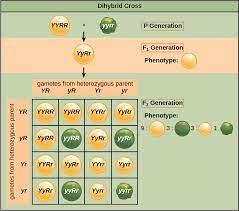 How to complete a dihybrid cross. Laws Of Inheritance Openstax Biology 2e
