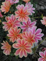 Lewisia Cotyledon Siskiyou Lewisia World Of Succulents Rare Flowers Planting Flowers Flower Garden
