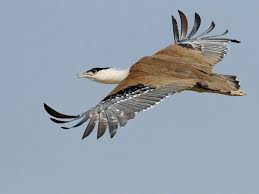 Water Birds Of Northern Indiana Birds You Ll Most Likely Never Meet Rare Birds Bird Pictures Endangered Animals