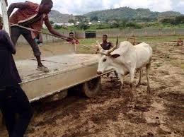 Keteku Cattle Ushafa Village Fct Abuja Nigeria Jujufilms Cattle Abuja Nigeria