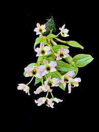 Image result for Aerangis collum-cygni