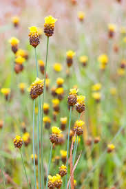 Image result for Xyridaceae