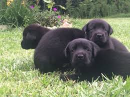 Worldwide shipping is possible but highly discouraged. English Blockhead Labrador Retriever Carolina Sportsman Classifieds Nc