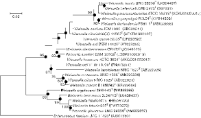 In my opinion, camel's finest era begins with moonmadness. Weissella Cryptocerci Sp Nov Isolated From Gut Of The Insect Cryptocercus Kyebangensis Microbiology Society