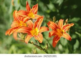 Image result for Liliaceae