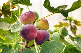 Find images of fig tree. 16 480 Fig Tree Stock Photos And Images 123rf