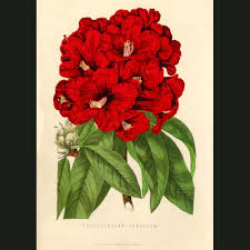 Image result for Rhododendron