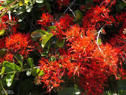 Image result for Combretum microphyllum