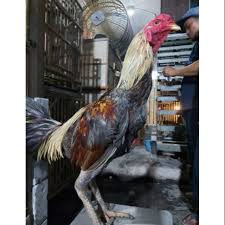 Ayam Birma Ori Import Shopee Indonesia