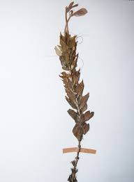 Image result for Ecbolium clarkei