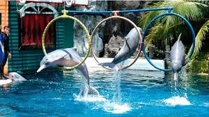 Yunus Eğitim Halkası