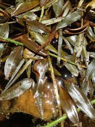 Image result for Potamogeton
