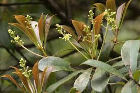 Image result for Ixora longipedunculata