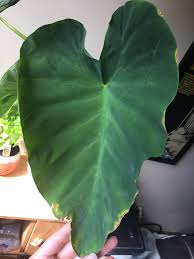 Check spelling or type a new query. Mammoth Elephant Ear Leaf Album On Imgur