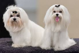 It is estimated that the average cost of a teacup maltese puppy is $2250 and the lowest price quoted till now is $700. Maltese Price Range Maltese Cost How Much Are Maltese Puppies