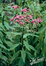 Image result for Vernonia jelfiae